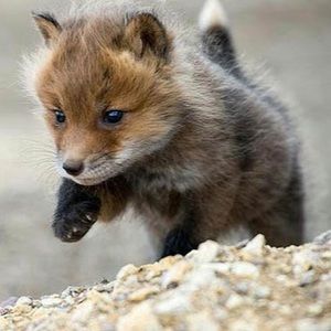 Meet your Posher, Sydney